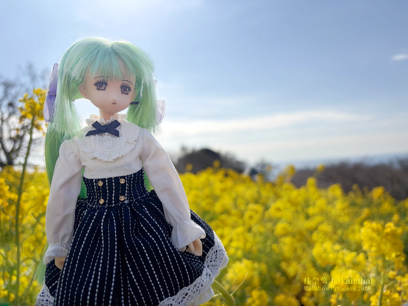 ゆきちゃんの写真_背景は菜の花畑